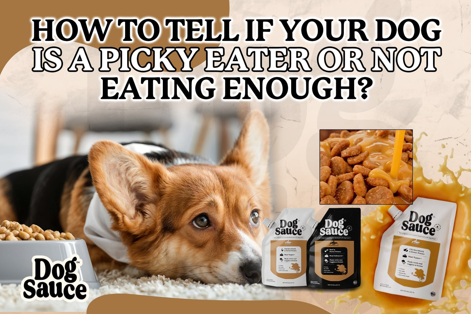 How to Tell if Your Dog is a Picky Eater or Not Eating Enough?