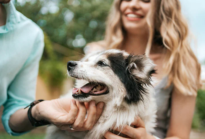 Happy dog with owner