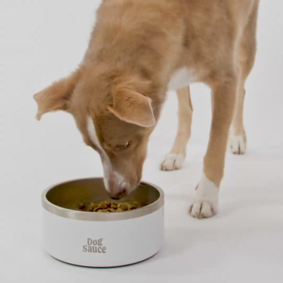 dog eating with dogsauce meal topper