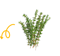 Thyme
