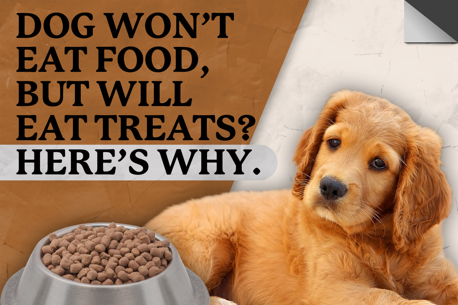 Dog Won t Eat Food but Loves Treats Here s What to Do DogSauce