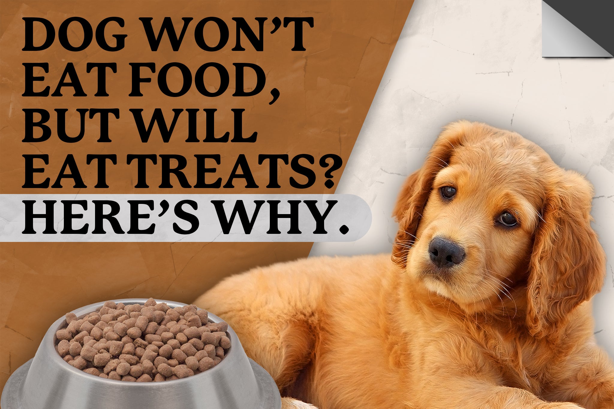 dog food good for dogs