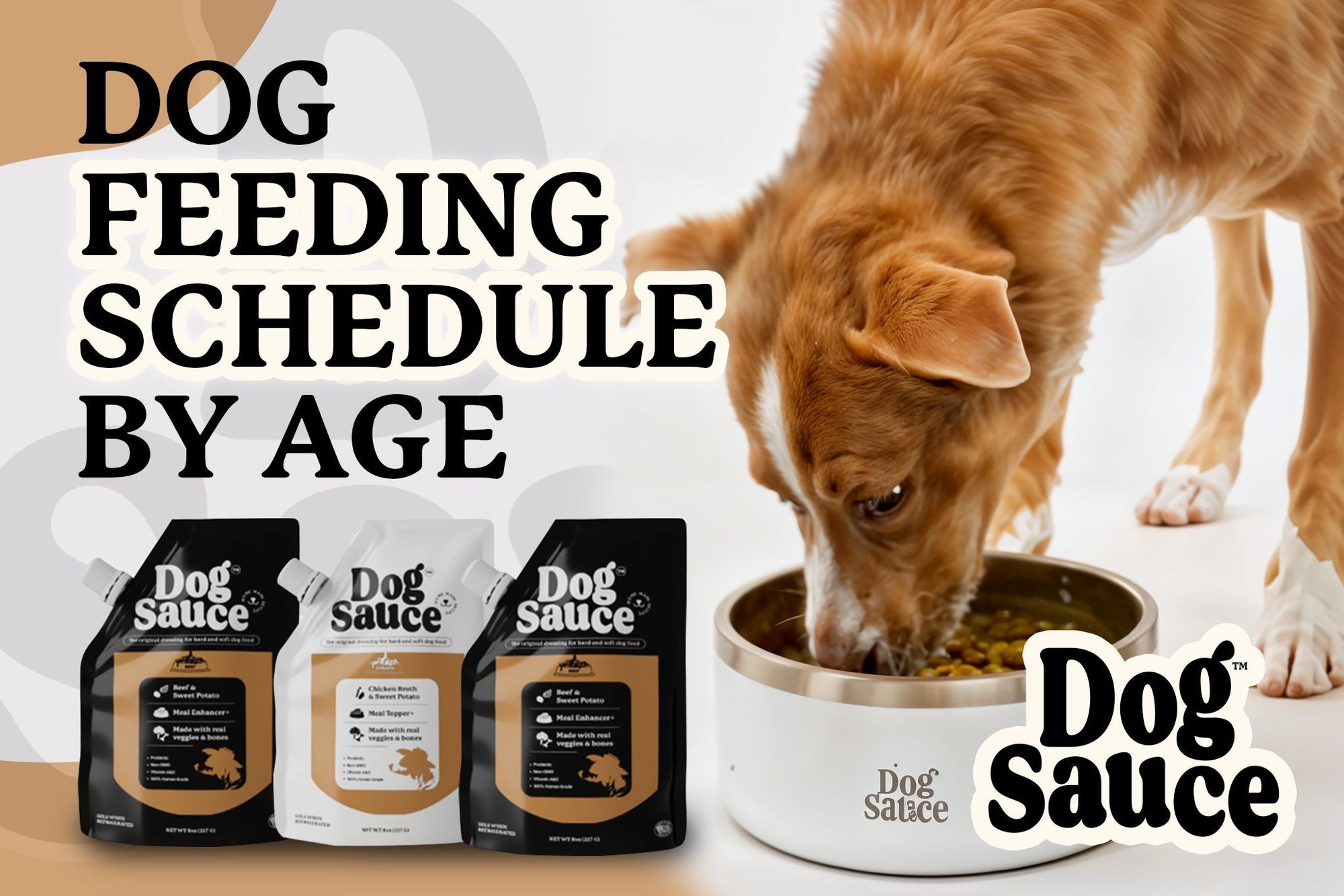 dog feeding schedule by age