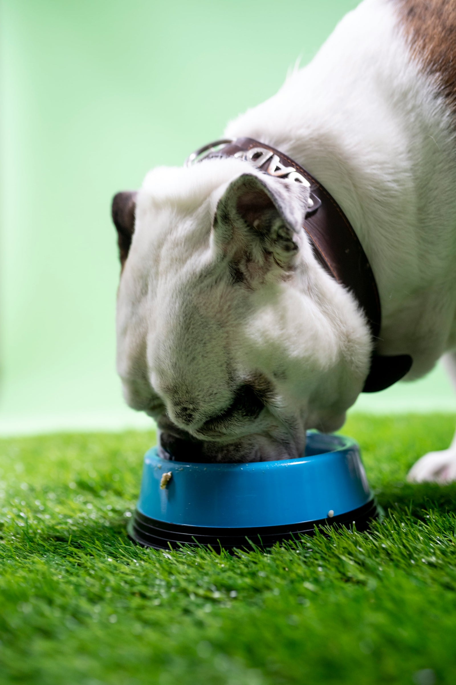 Five Foods To Feed Dogs With Upset Stomachs DogSauce